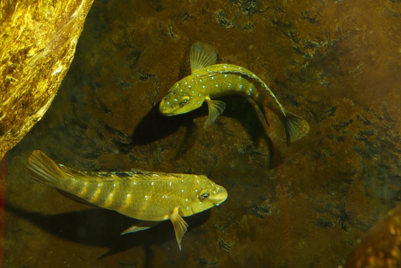 Spathodus sp. 'erythrodon kitumba' Kitumba